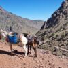 Mule with heavy load in High Atlas mountains in Morocco Landscape