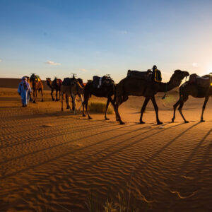 Palmeraie by quad and camel