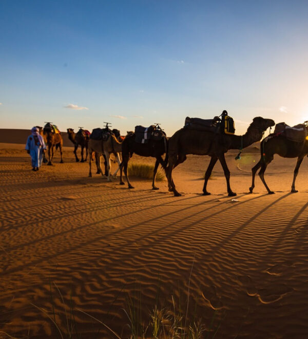 sunset-camel-ride sunset-camel-ride